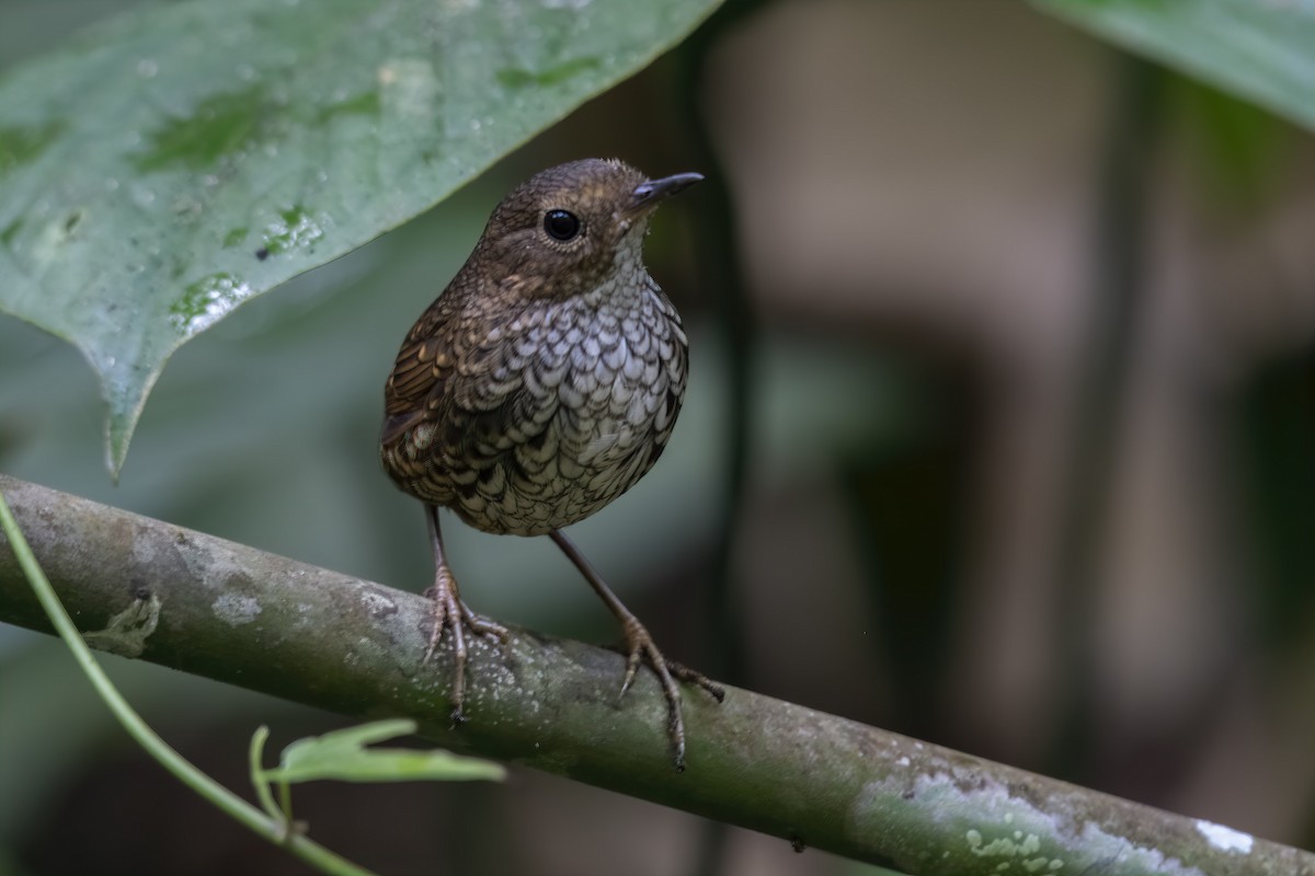 Pygmy Cupwing - ML517347361