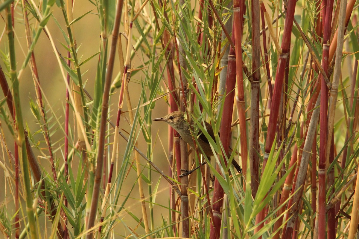 Lesser Swamp Warbler - ML517347541