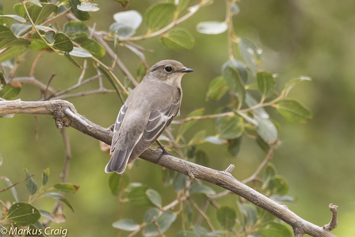 Semicollared Flycatcher - ML51734811