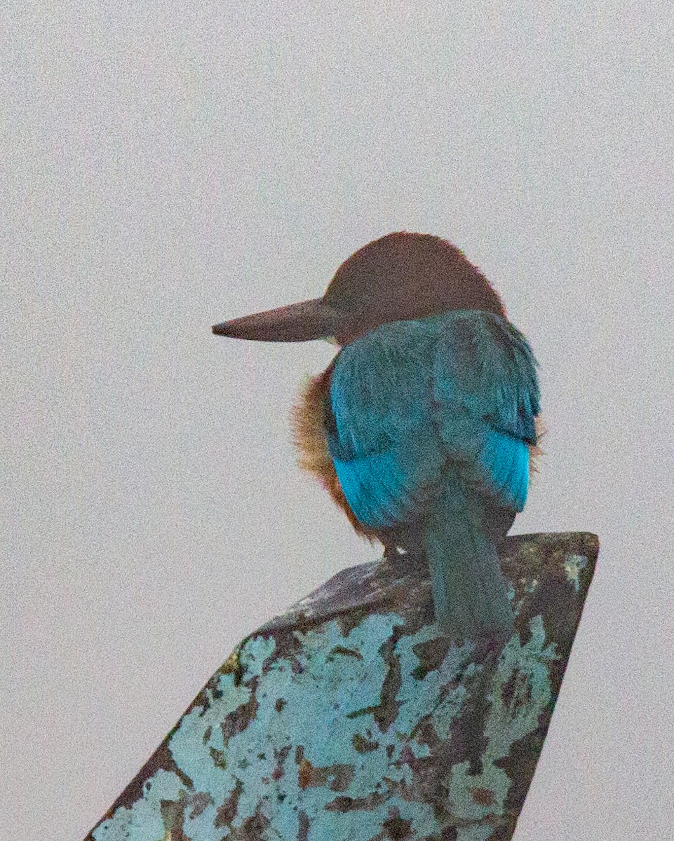 White-throated Kingfisher - ML517348371