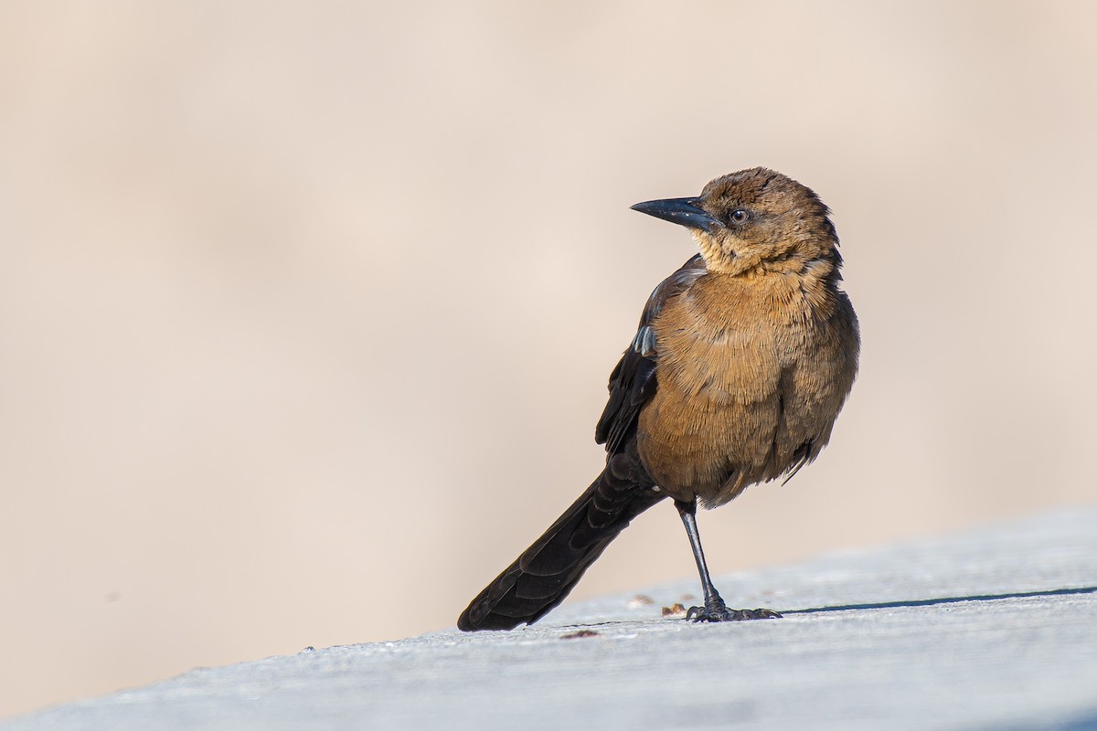 Great-tailed Grackle - ML517351241