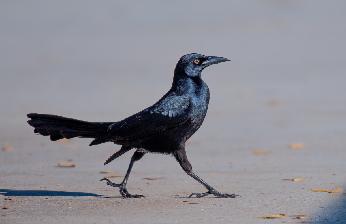 Great-tailed Grackle - ML517351251