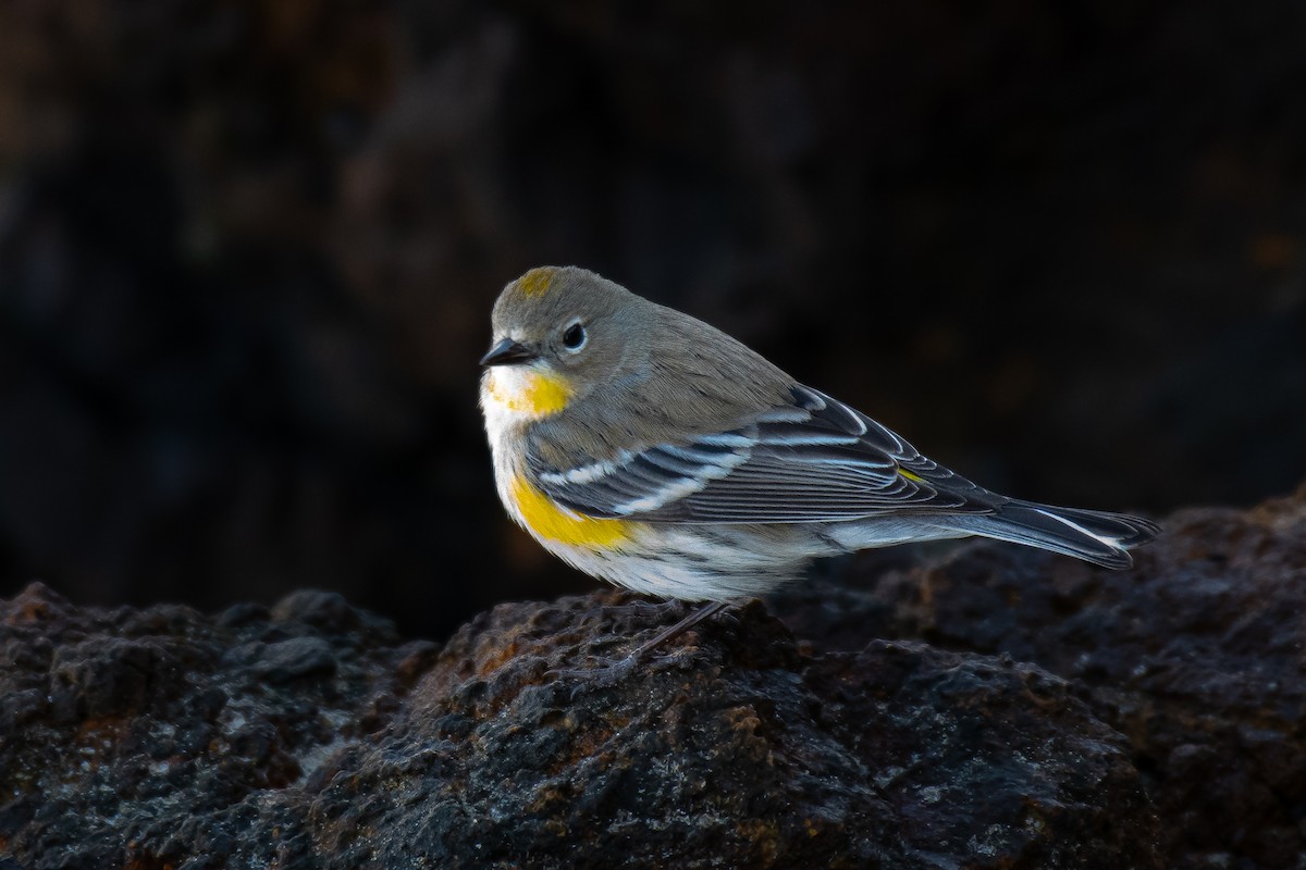 Yellow-rumped Warbler (Audubon's) - ML517351281
