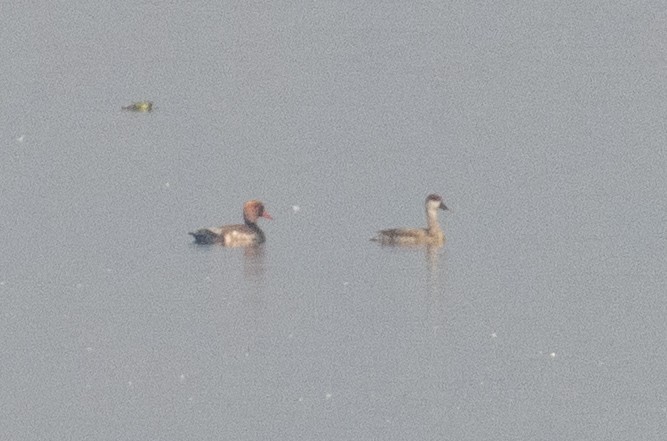 Red-crested Pochard - Kalpesh Krishna