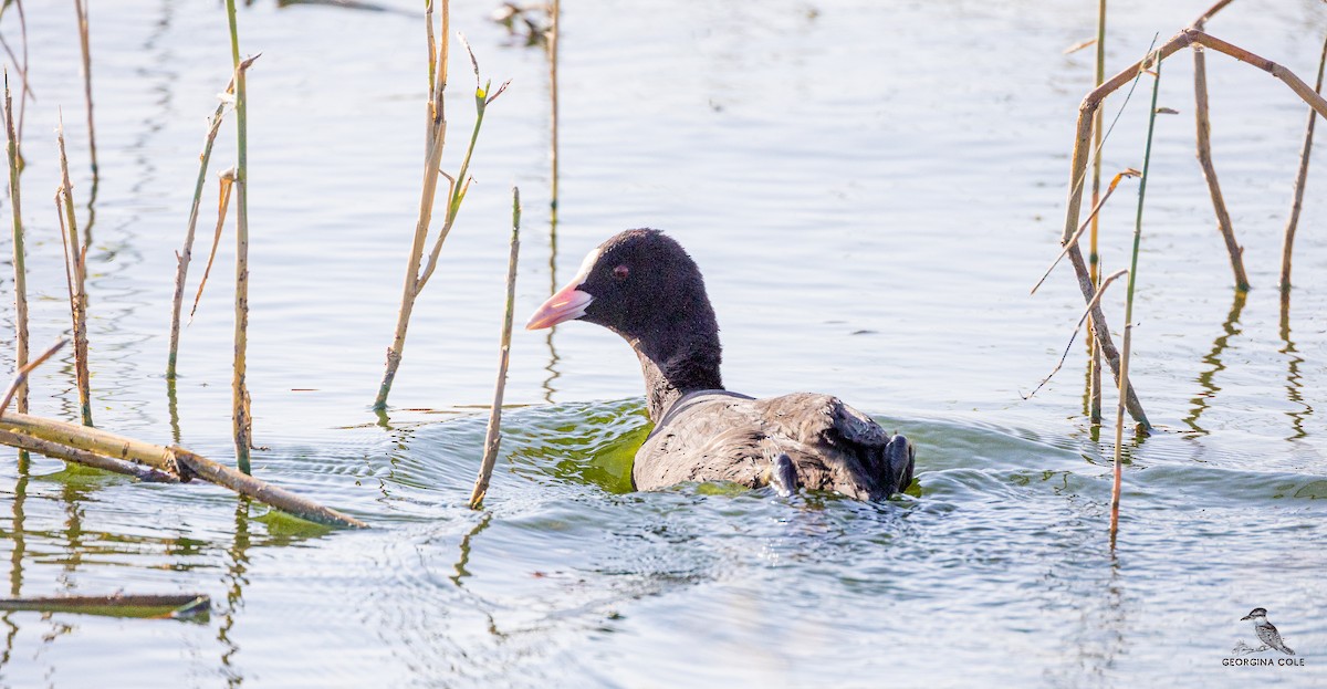 Eurasian Coot - Georgina Cole