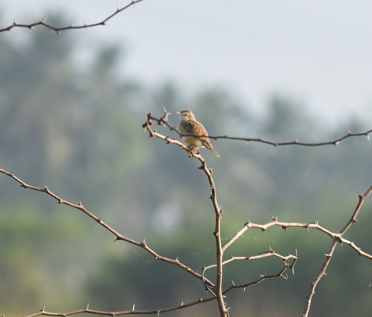 Zitting Cisticola - ML517352191