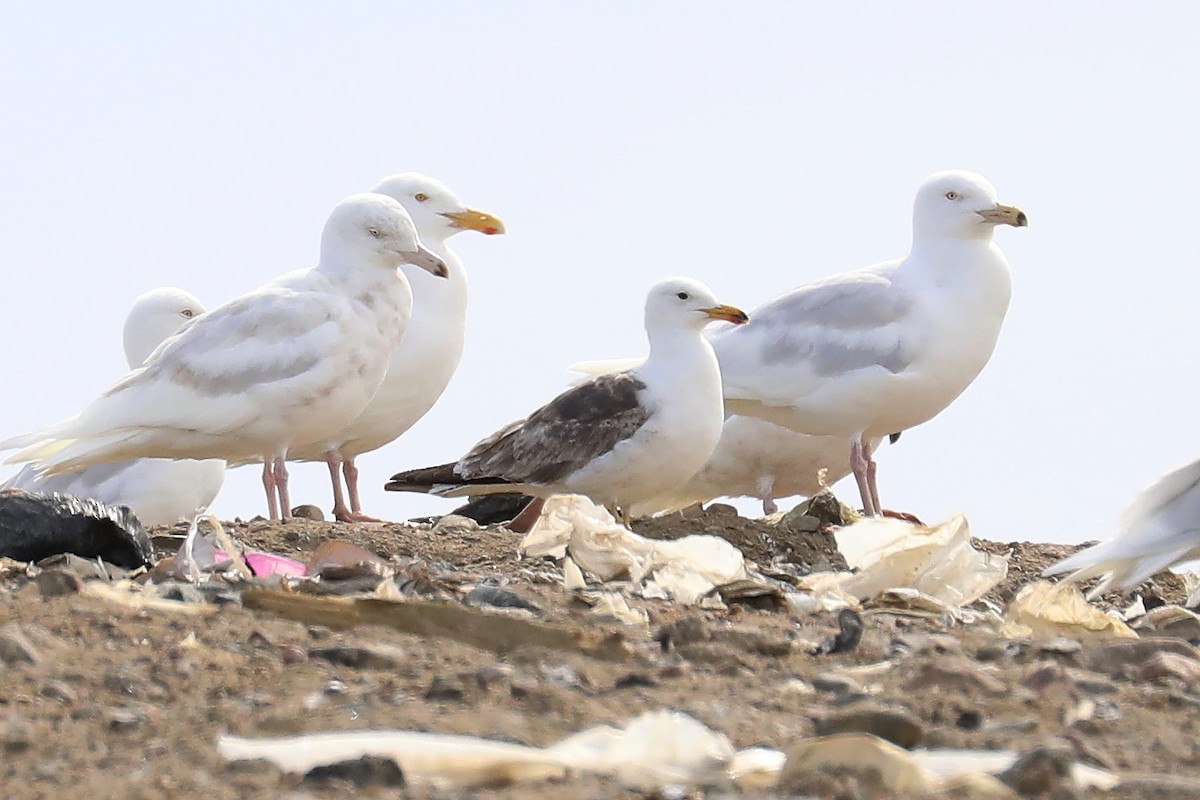 Lesser Black-backed Gull - ML517352661