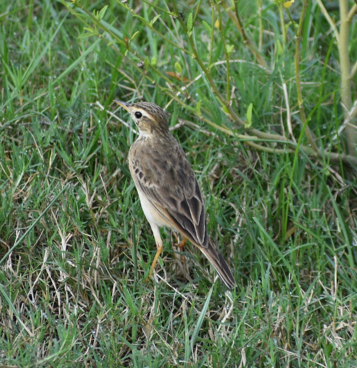 Paddyfield Pipit - Ravisankar Swaminathan