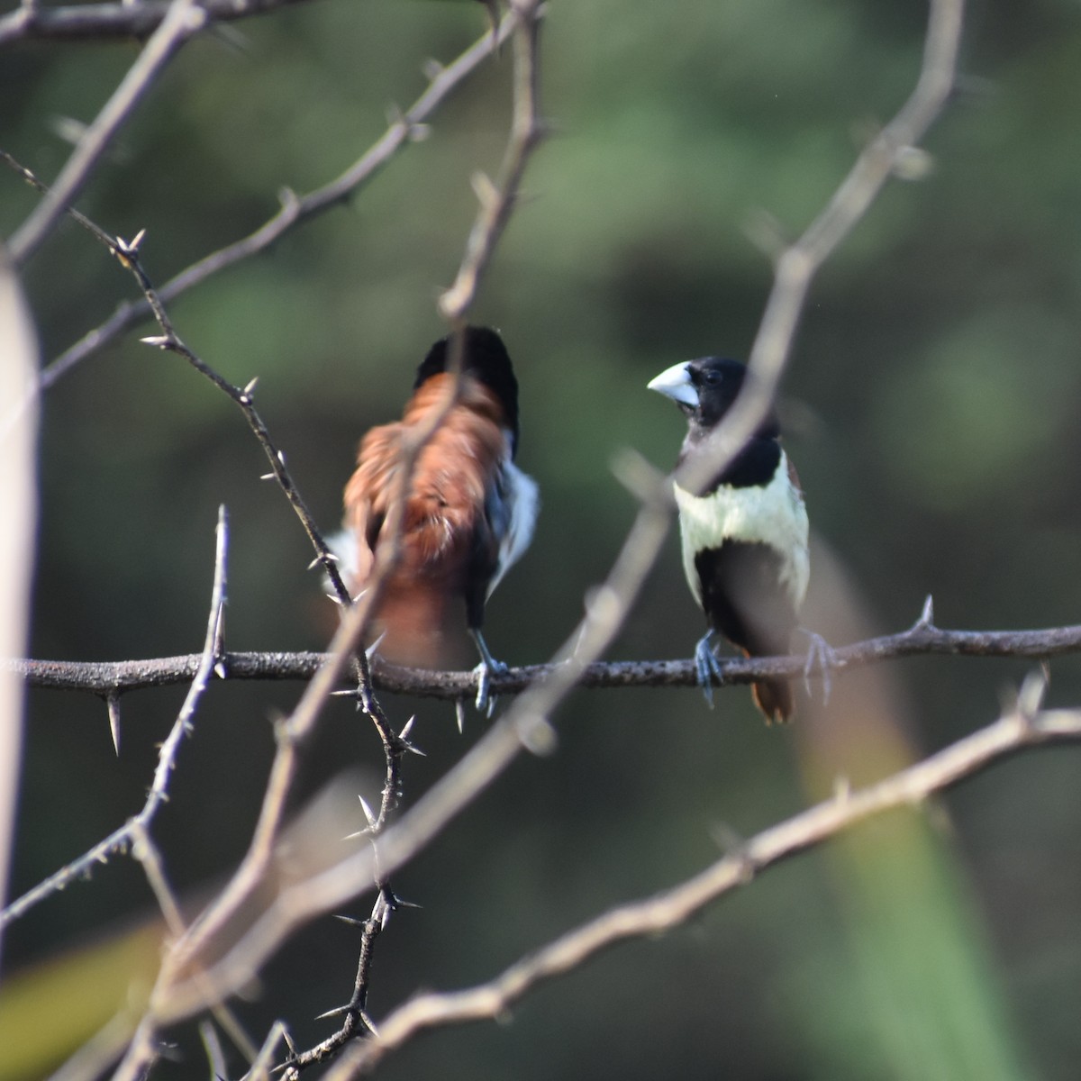 Tricolored Munia - Ravisankar Swaminathan