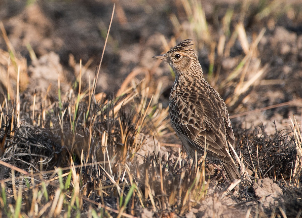 Oriental Skylark - ML51735321