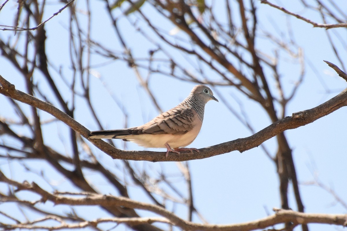 Peaceful Dove - ML517353641