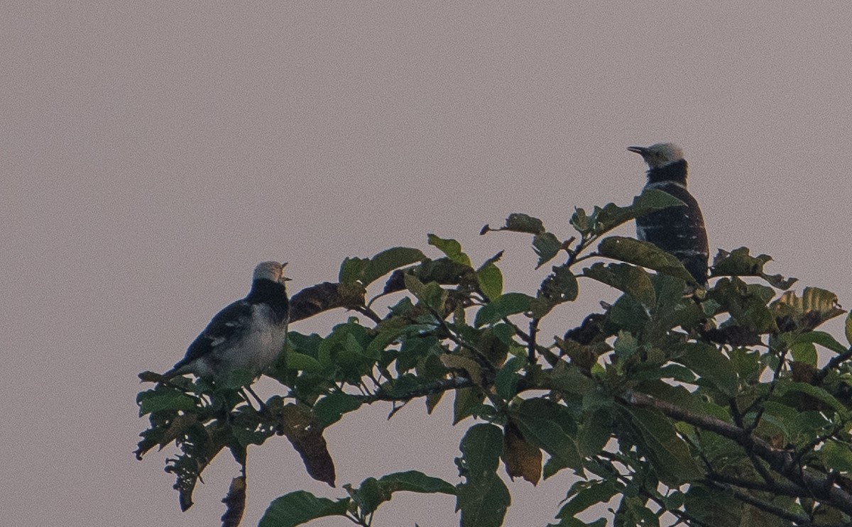 Black-collared Starling - ML51735431