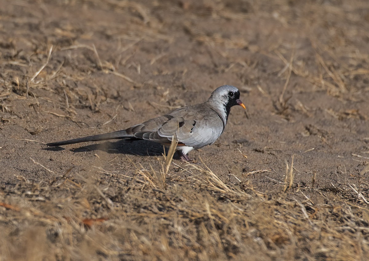 Namaqua Dove - ML517355141