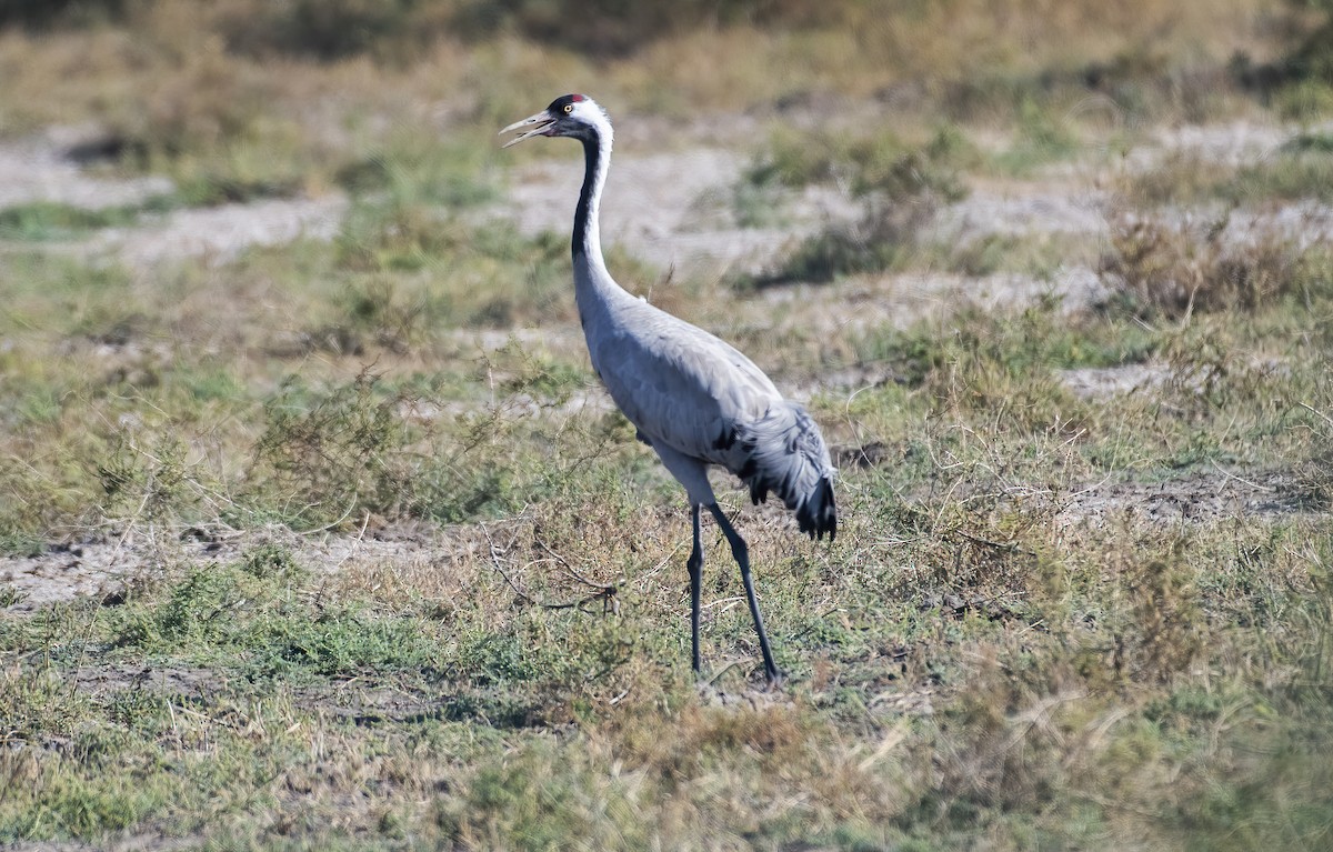 Common Crane - ML517355171
