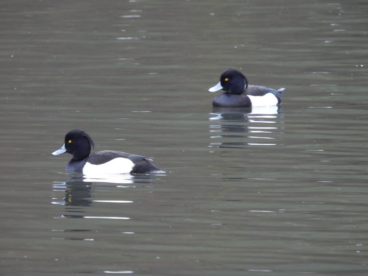 Tufted Duck - ML517355181