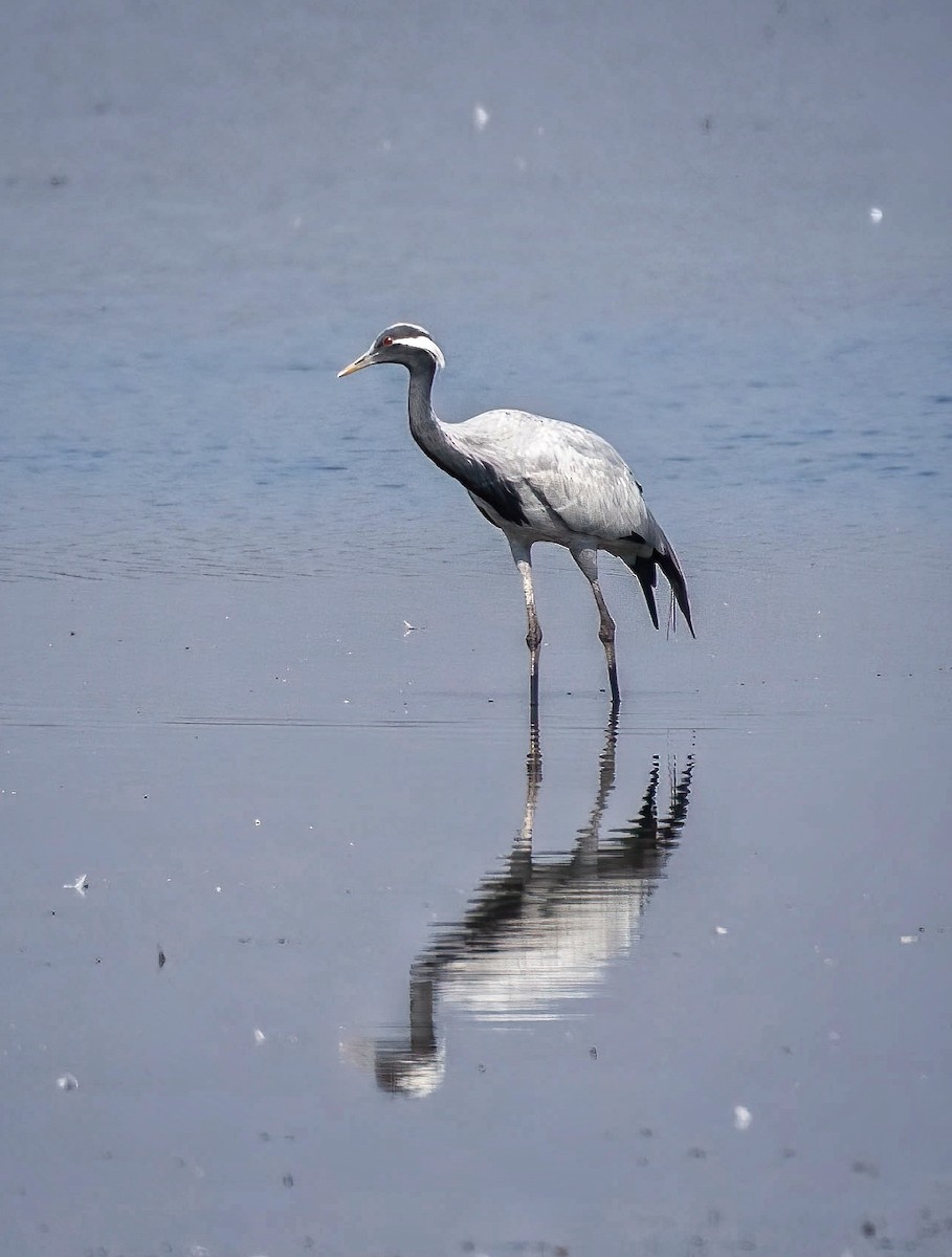 Demoiselle Crane - ML517355211