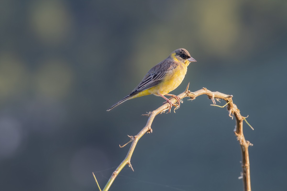Black-headed Bunting - ML517355231