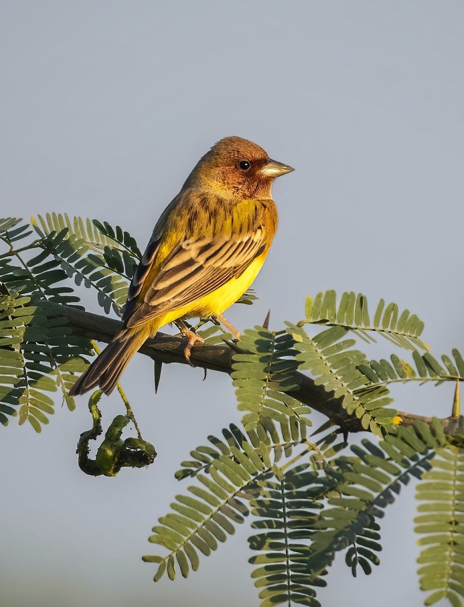 Red-headed Bunting - ML517355251