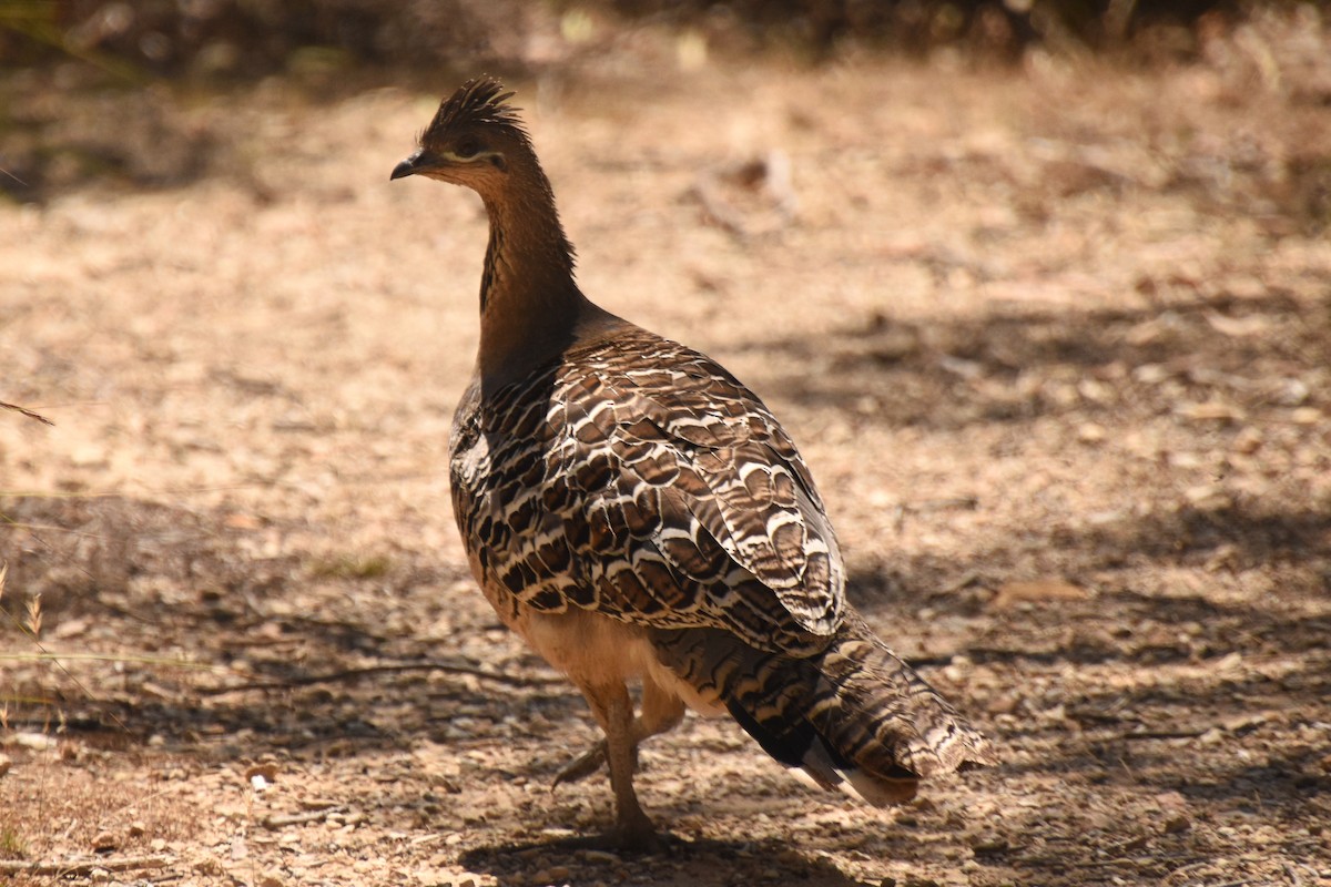 Malleefowl - ML517355391