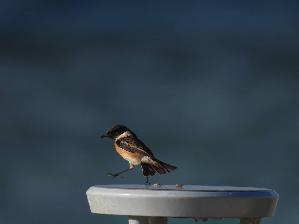 European/Siberian Stonechat - ML517355921