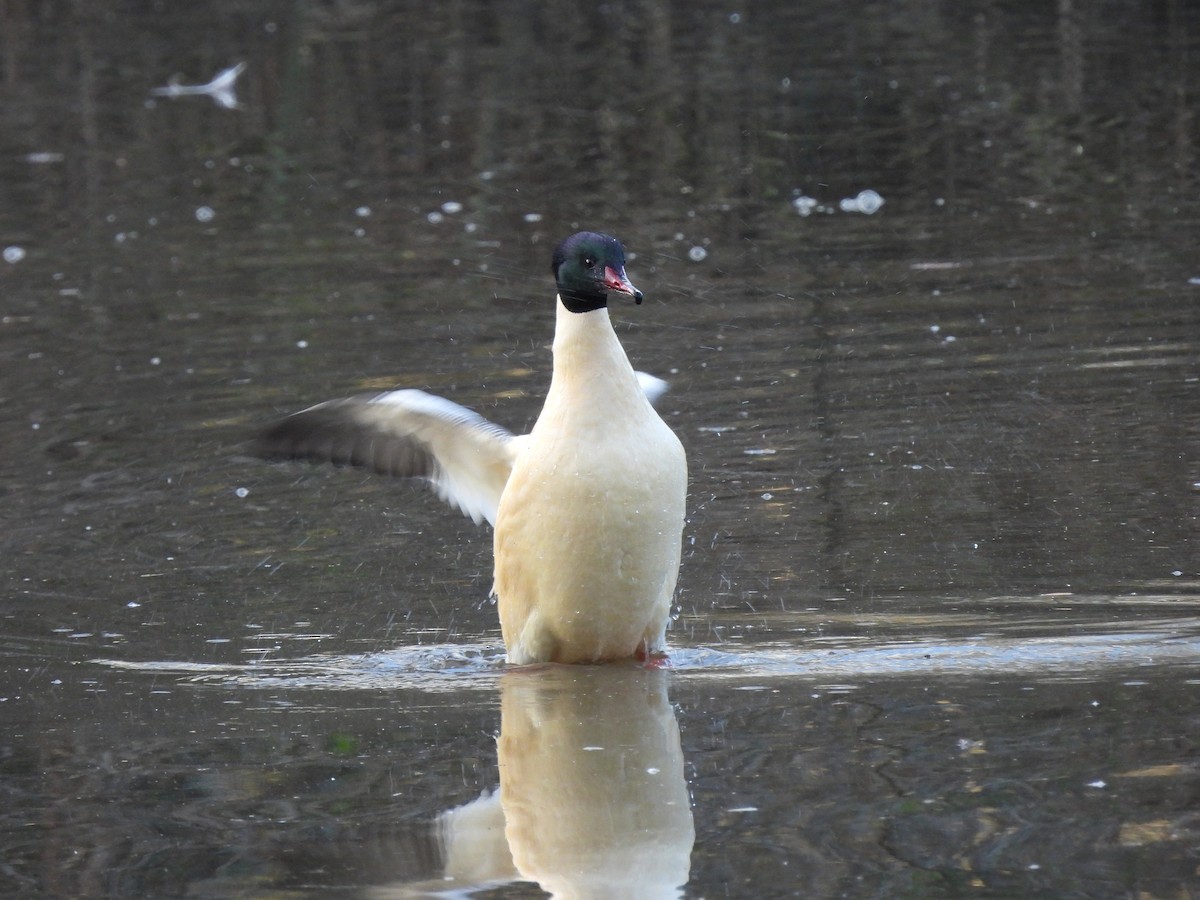 Common Merganser - ML517356011