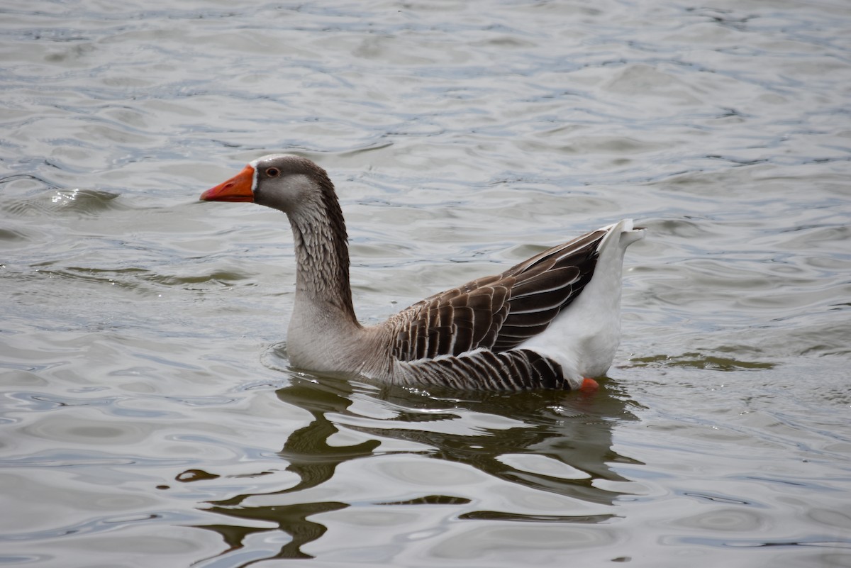 Domestic goose sp. (Domestic type) - ML51735661