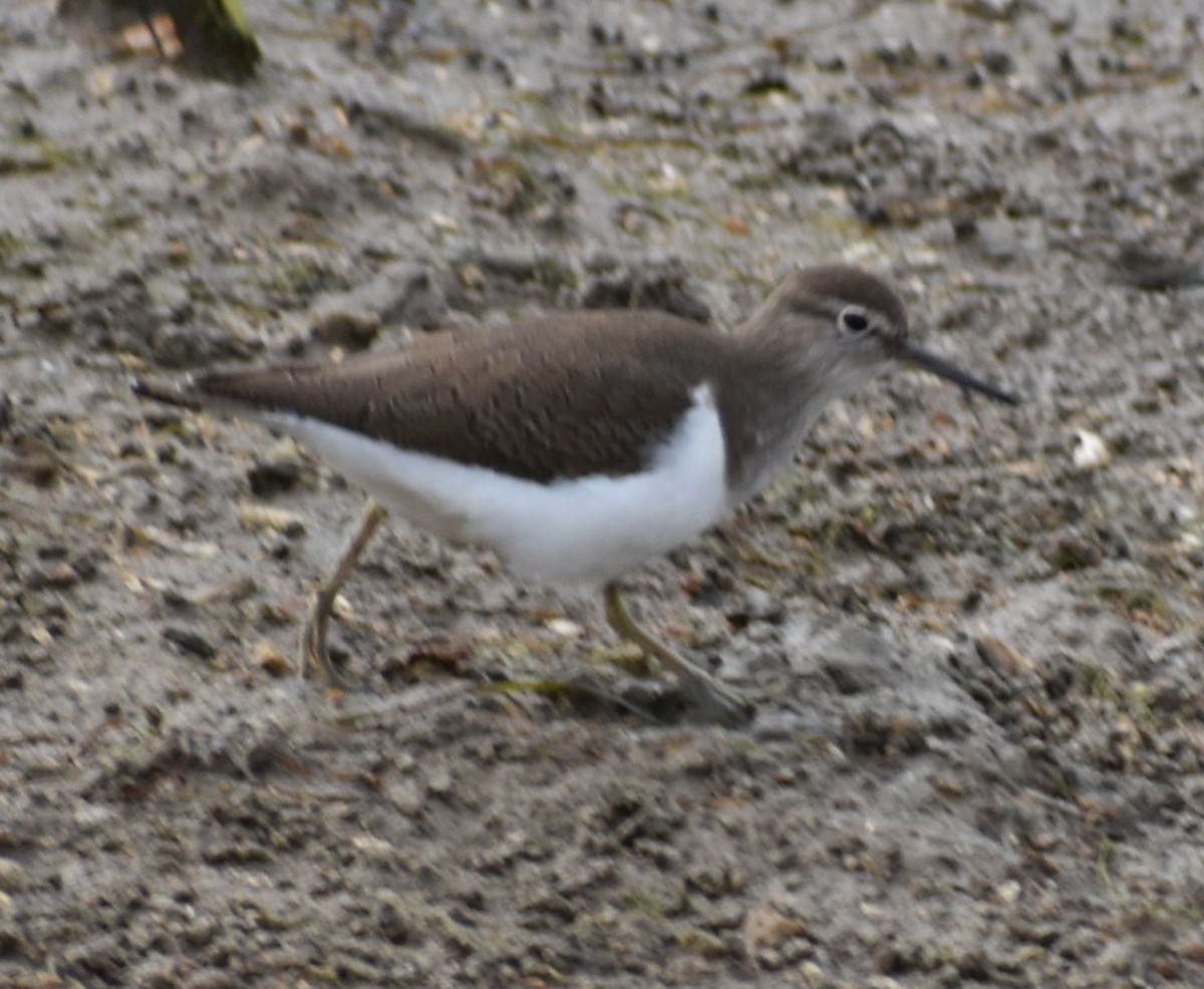 Common Sandpiper - Sally Anderson