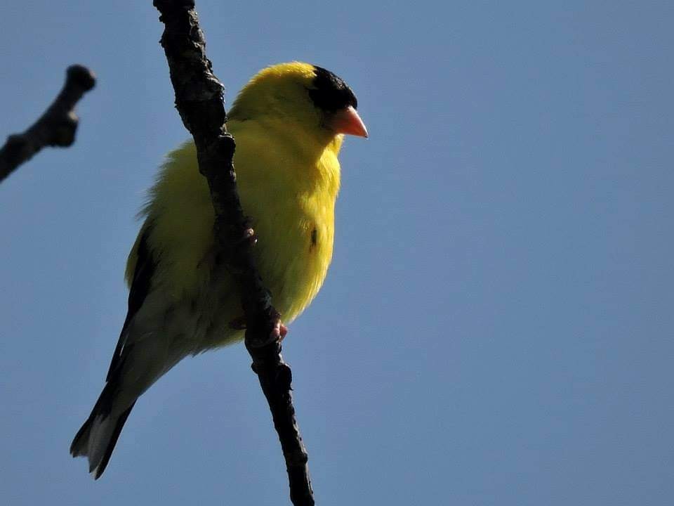 American Goldfinch - ML517357901