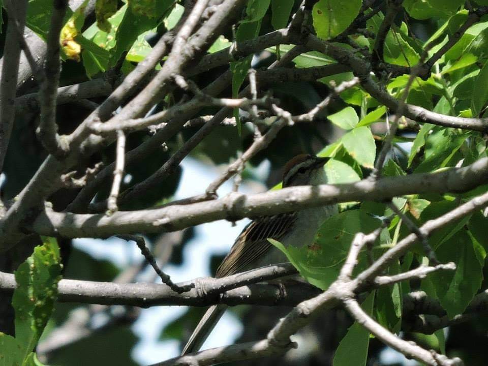 Chipping Sparrow - ML517357931