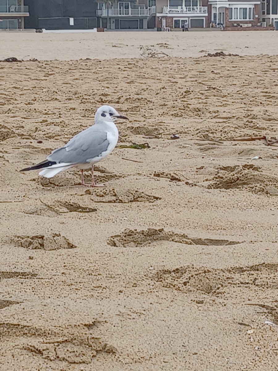 Mouette de Bonaparte - ML517358941