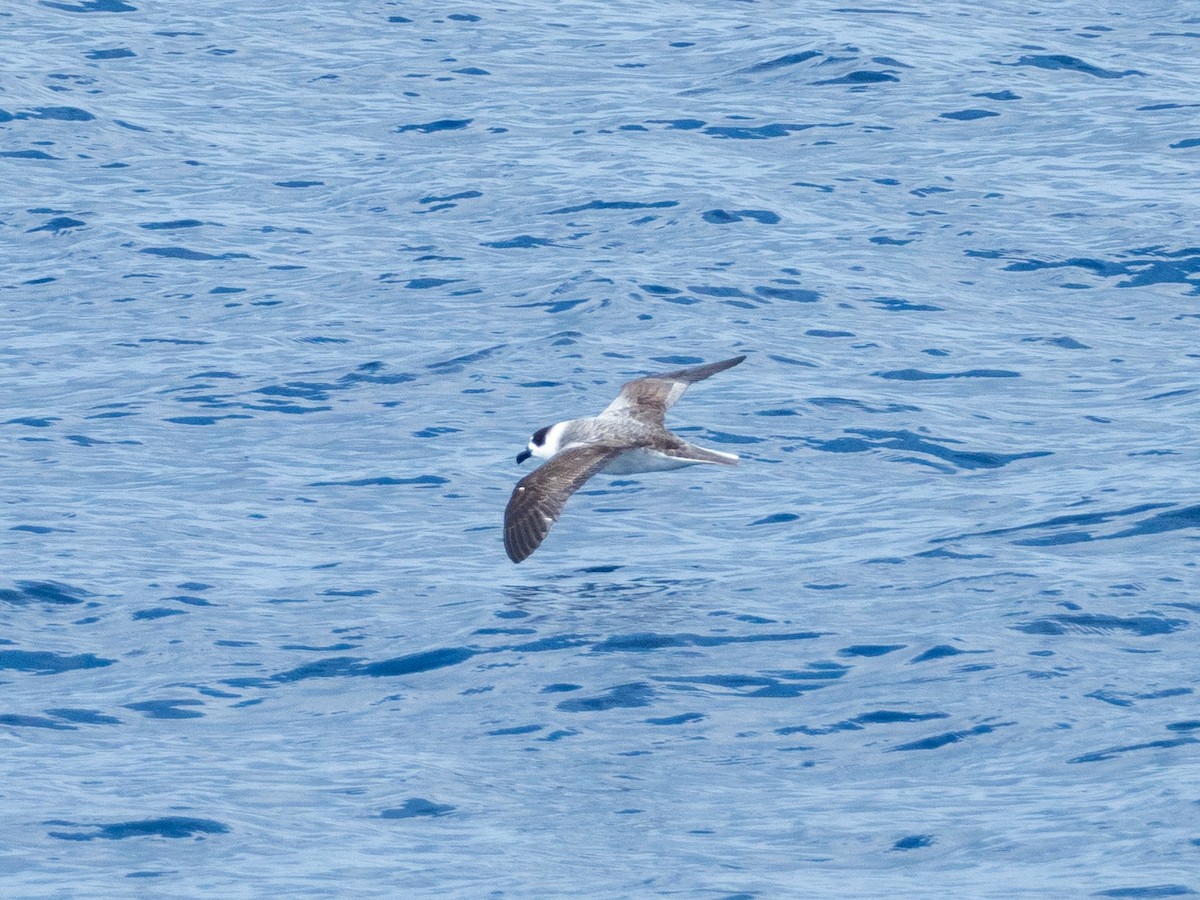 White-necked Petrel - ML517359411