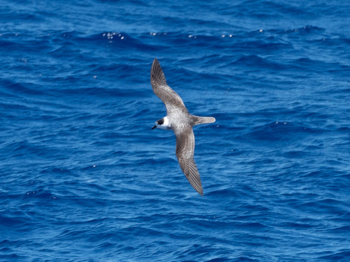 White-necked Petrel - ML517359841