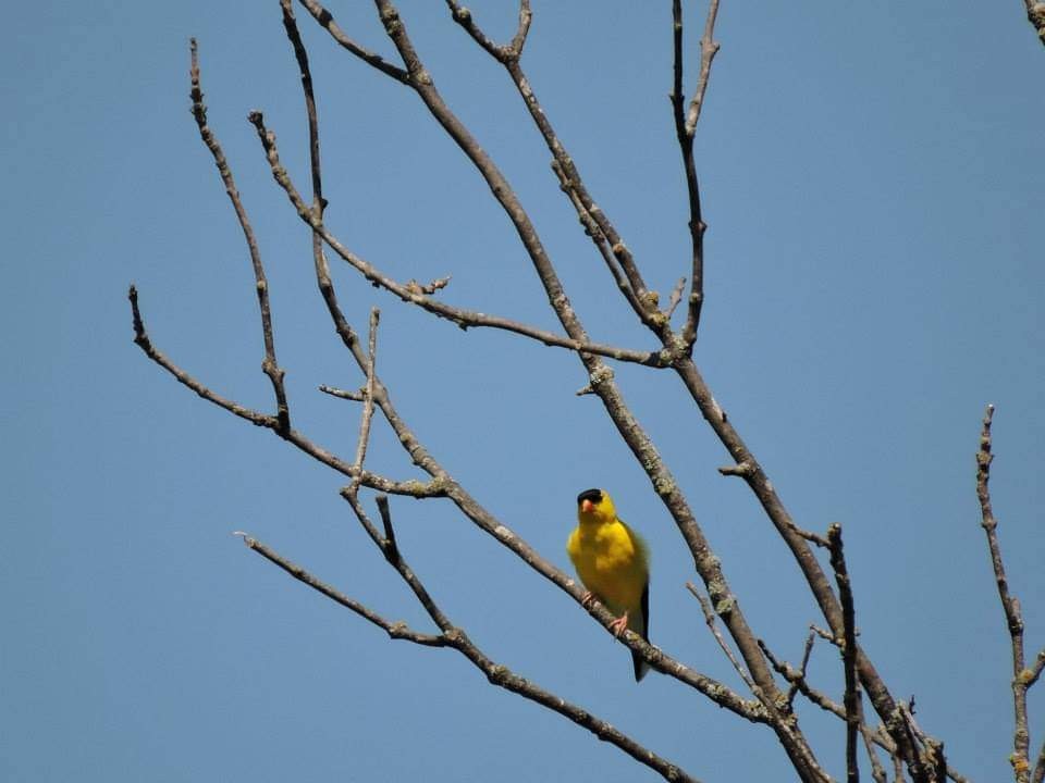 American Goldfinch - ML517360491