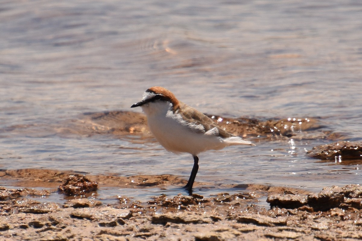 Red-capped Plover - ML517361001