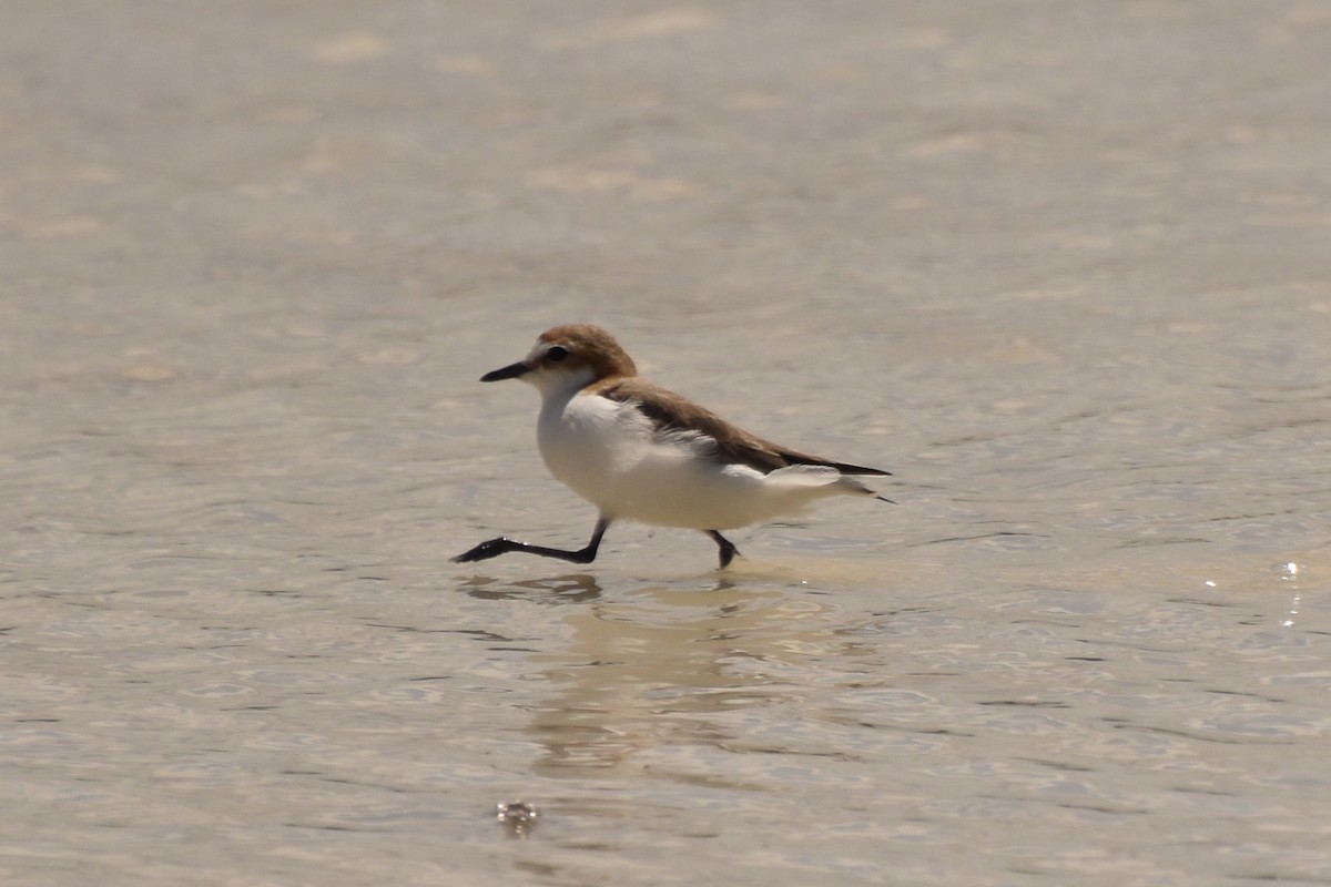 Red-capped Plover - ML517361061