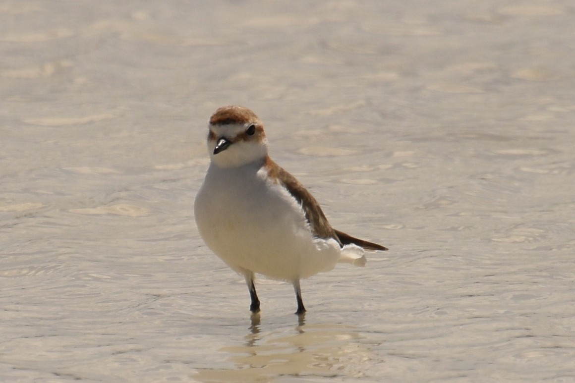 Red-capped Plover - ML517361111