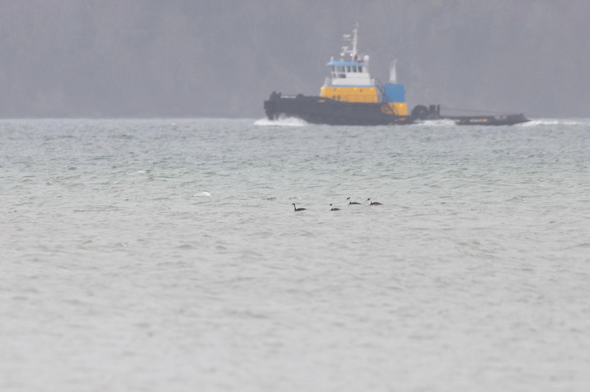 Western Grebe - ML517361761