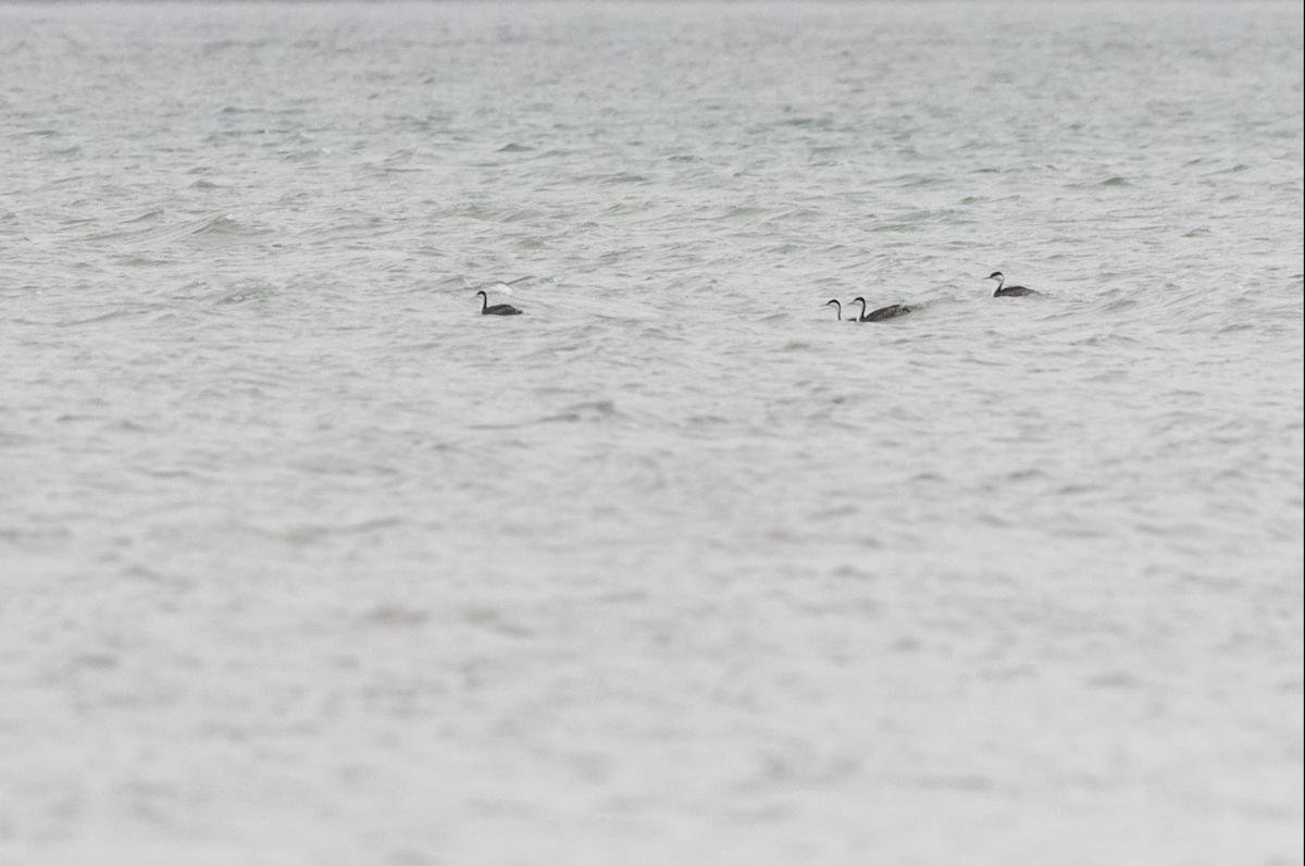 Western Grebe - ML517361781