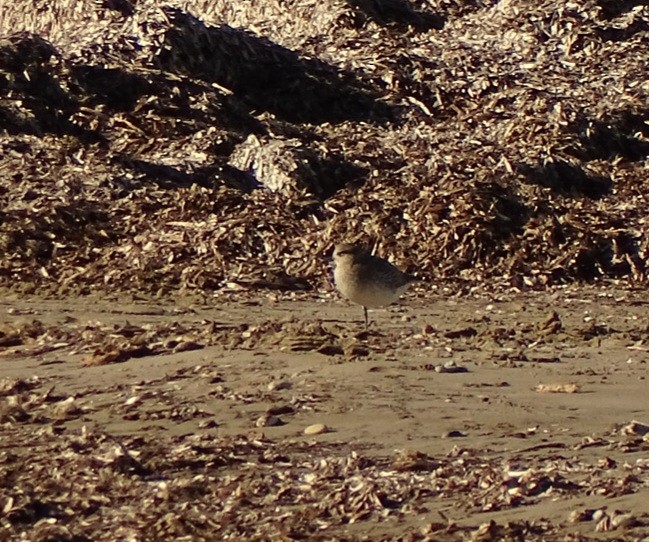 Black-bellied Plover - Isabel Martín Rubusch