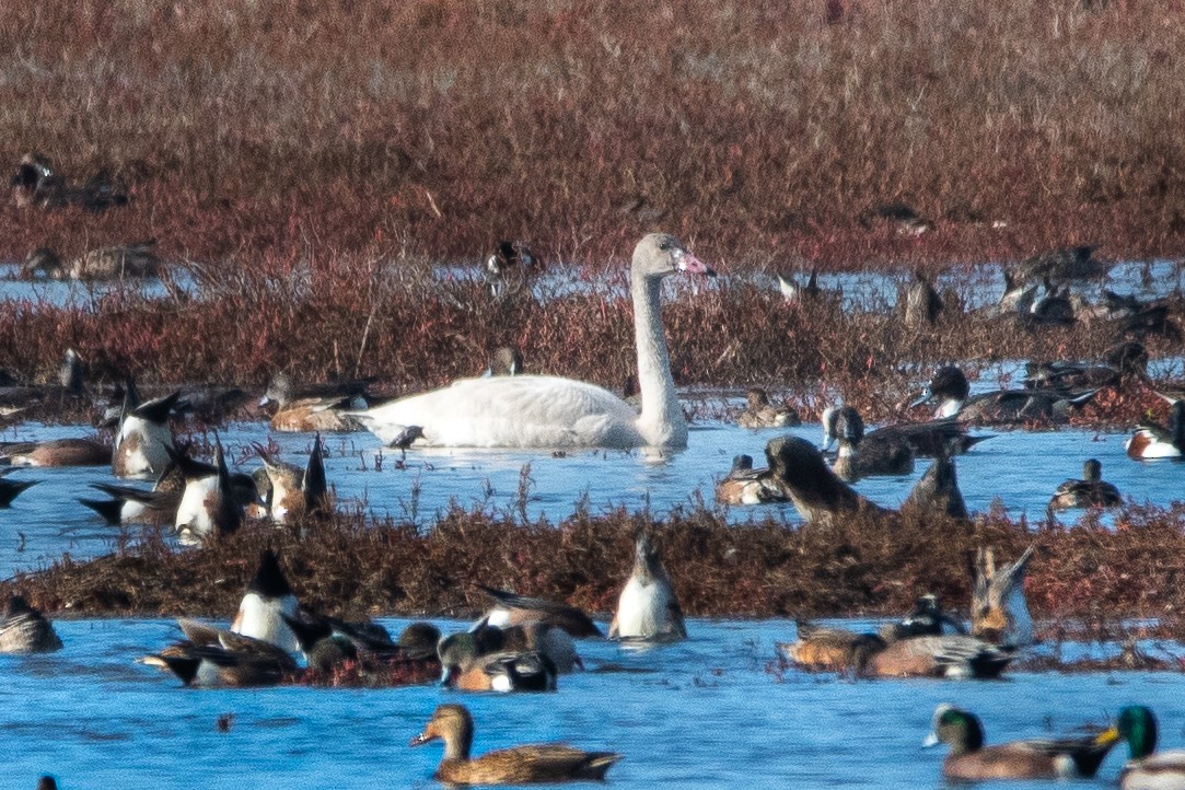 Tundra Swan - ML517363141