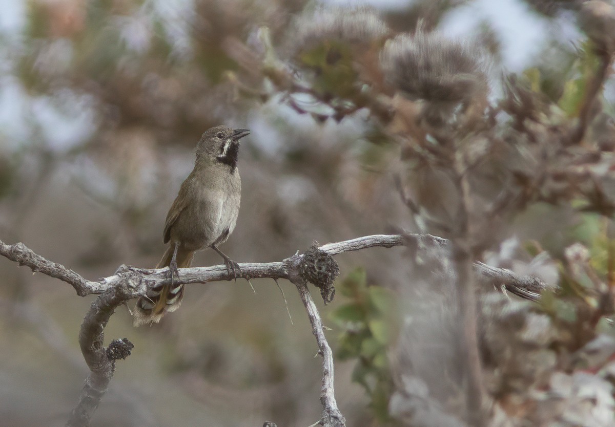 Western Whipbird (Black-throated) - Chris Jones