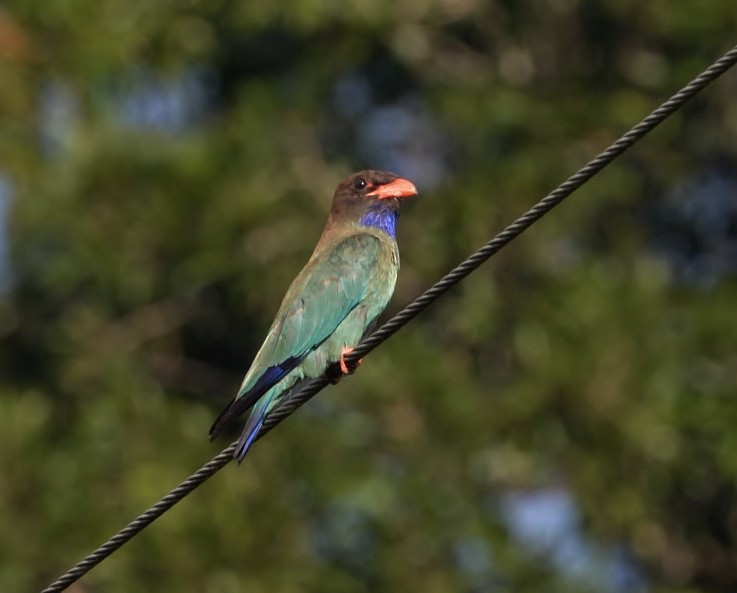 Dollarbird - ML517365741