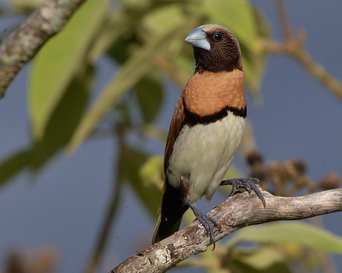 Chestnut-breasted Munia - ML517365751