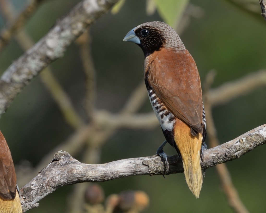 Chestnut-breasted Munia - ML517365771