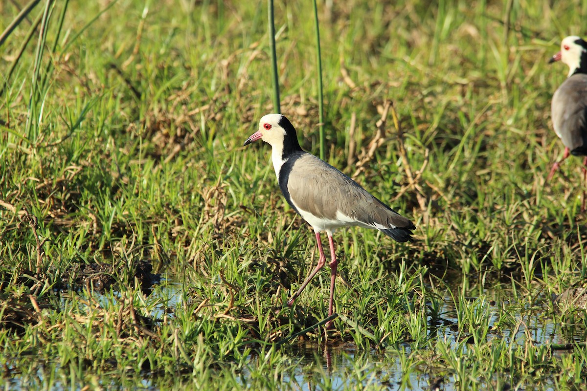 Long-toed Lapwing - David Hancock