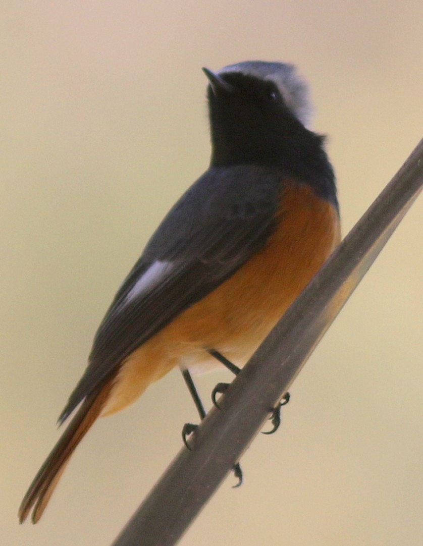 Daurian Redstart - bhavik patel