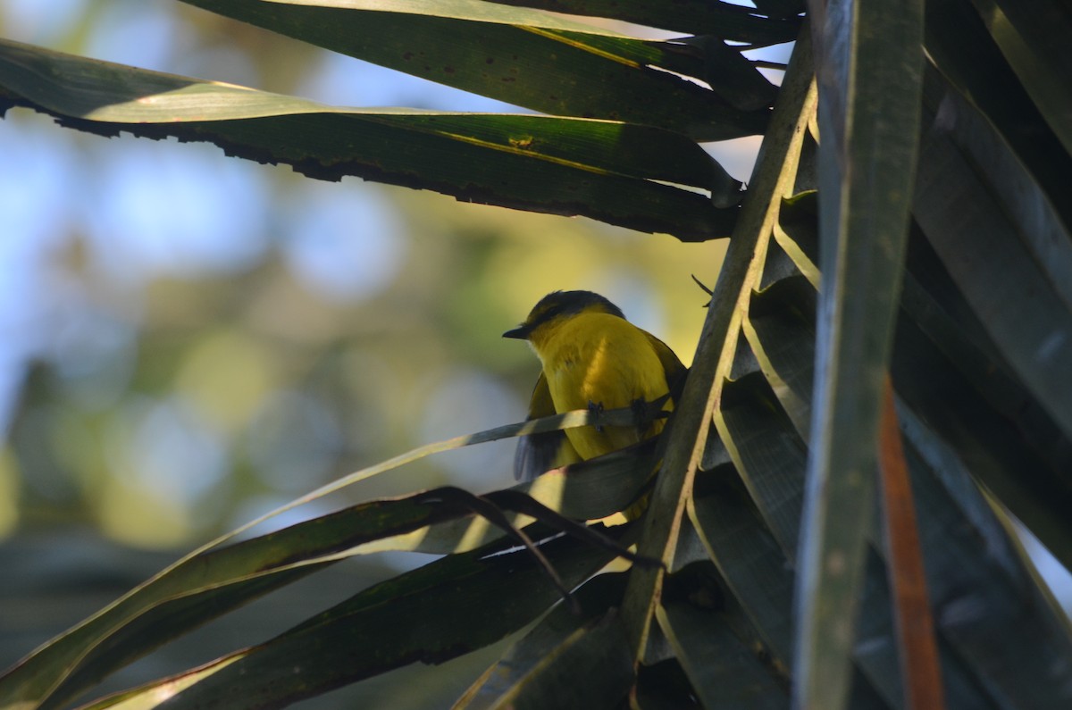 Orange Minivet - Harisha Navilarekallu