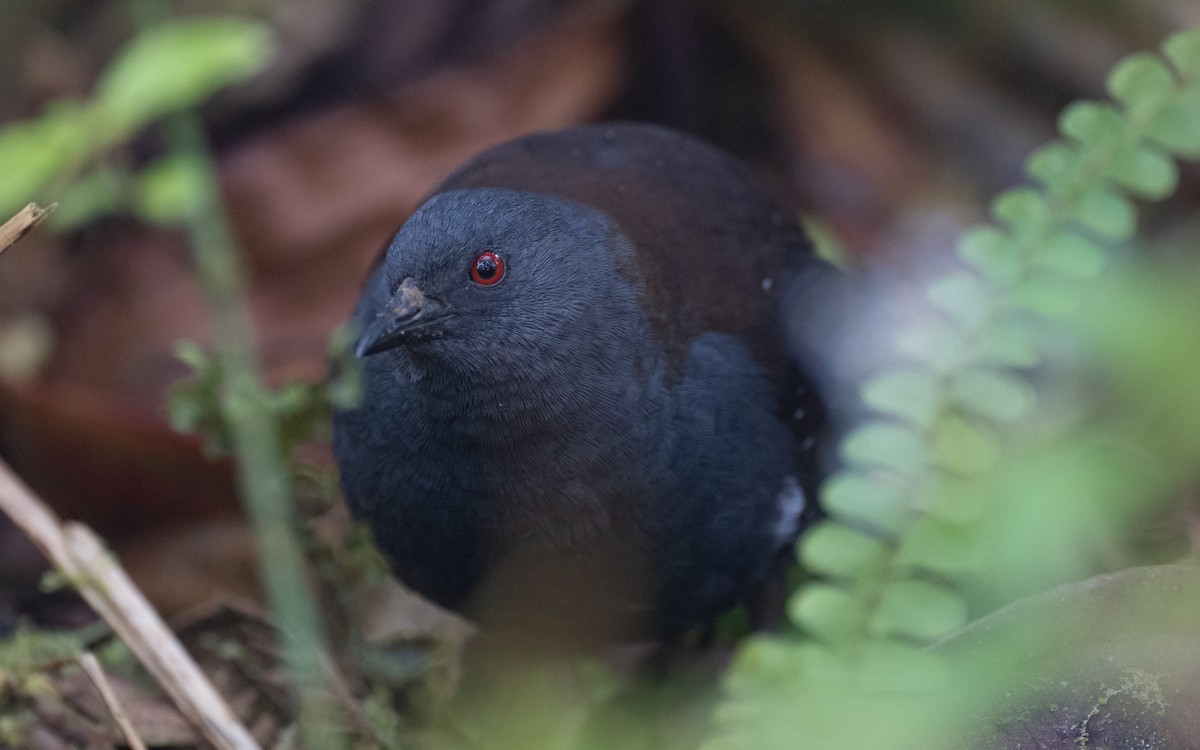 Râle des Galapagos - ML517367841