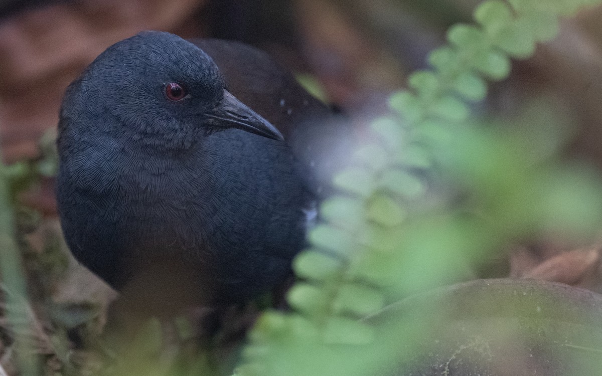 Galapagos Rail - ML517367851