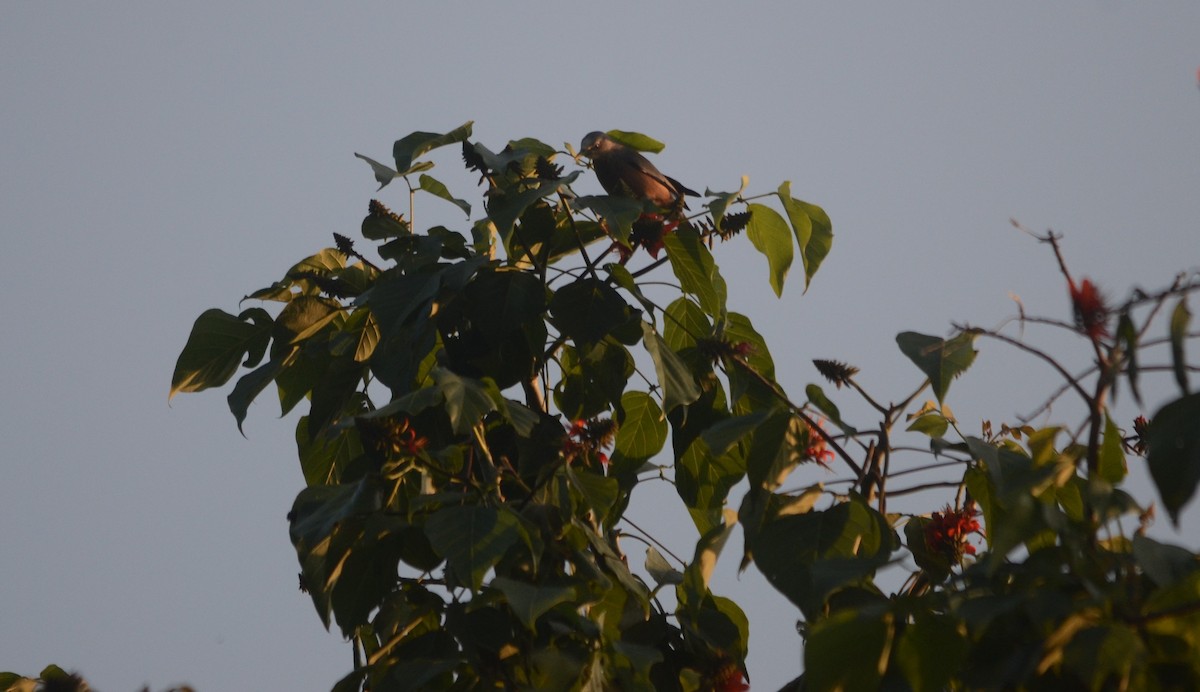Chestnut-tailed Starling - Harisha Navilarekallu